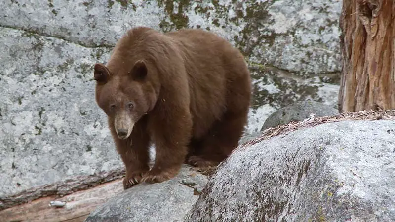 Bears In Yosemite