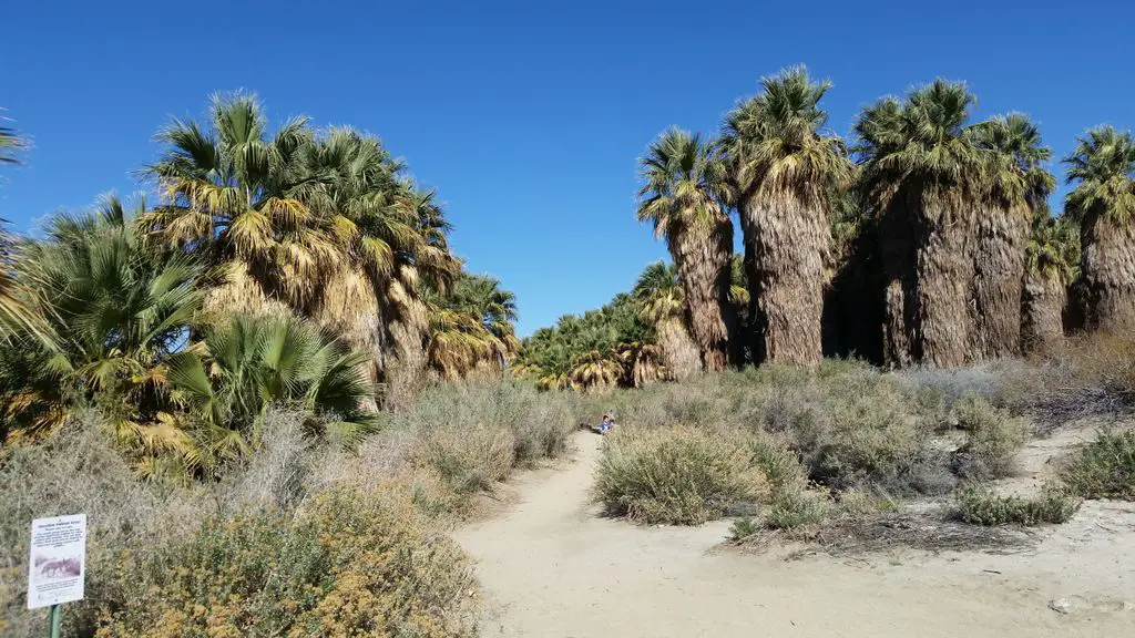 Coachella Valley Preserve - Thousand Palms Oasis Preserve