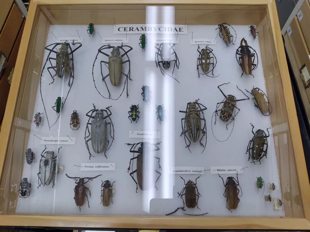 Essig Museum of Entomology Research