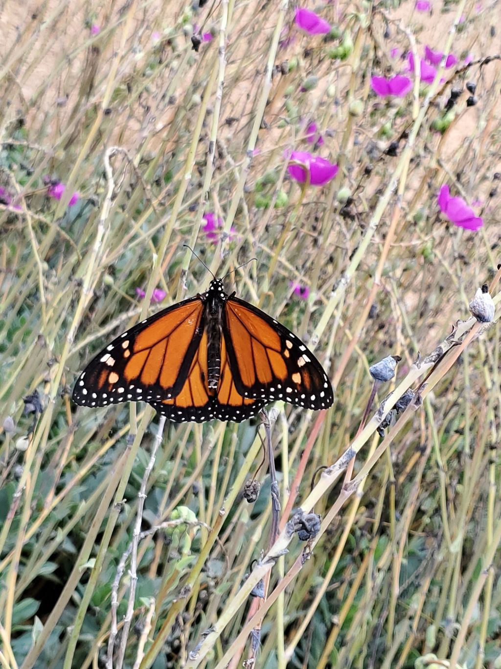 Marian Wilson Butterfly Garden