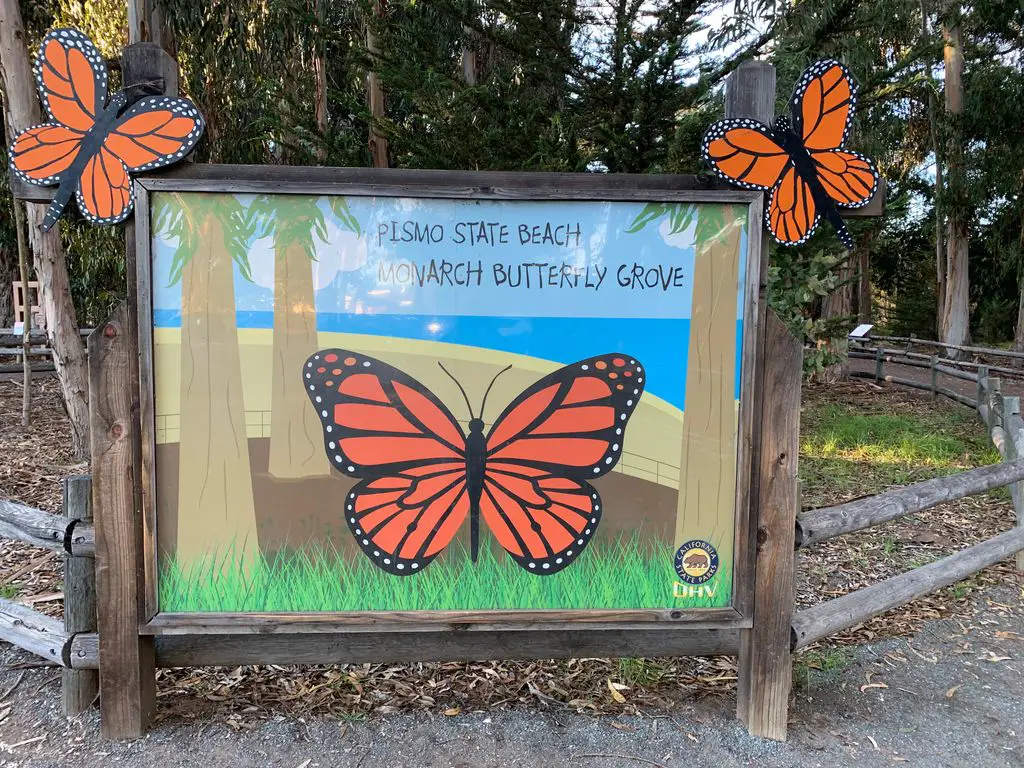 Monarch Butterfly Grove