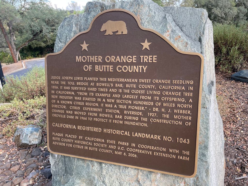 Mother Orange Tree of Butte County