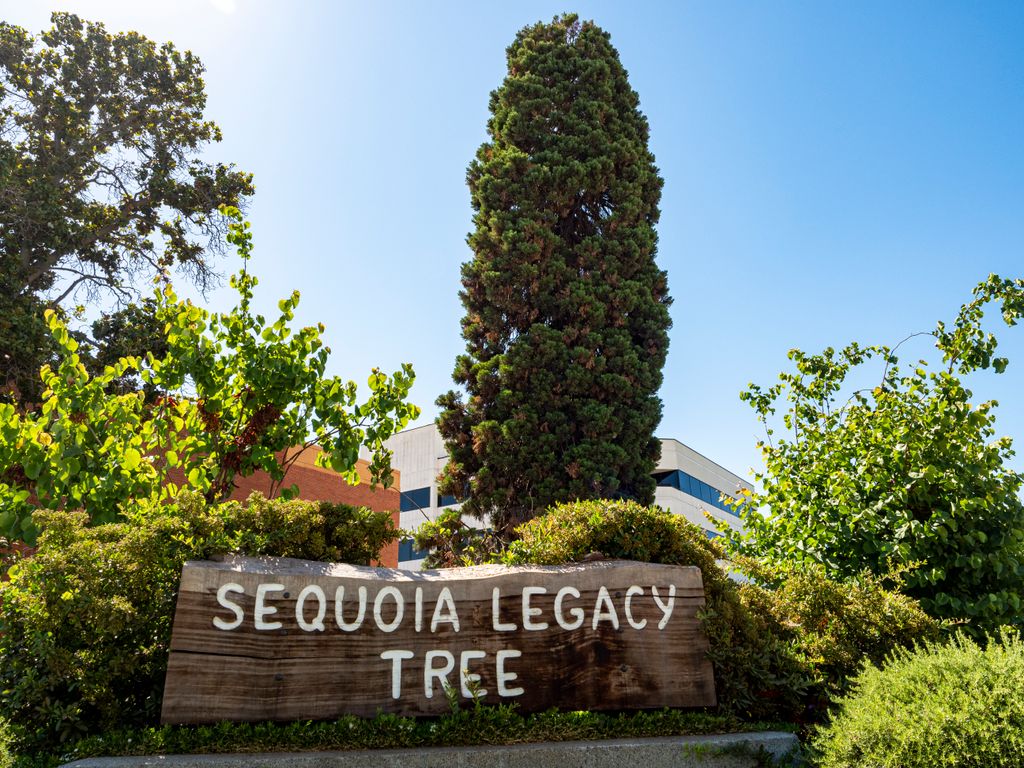 Sequoia legacy tree