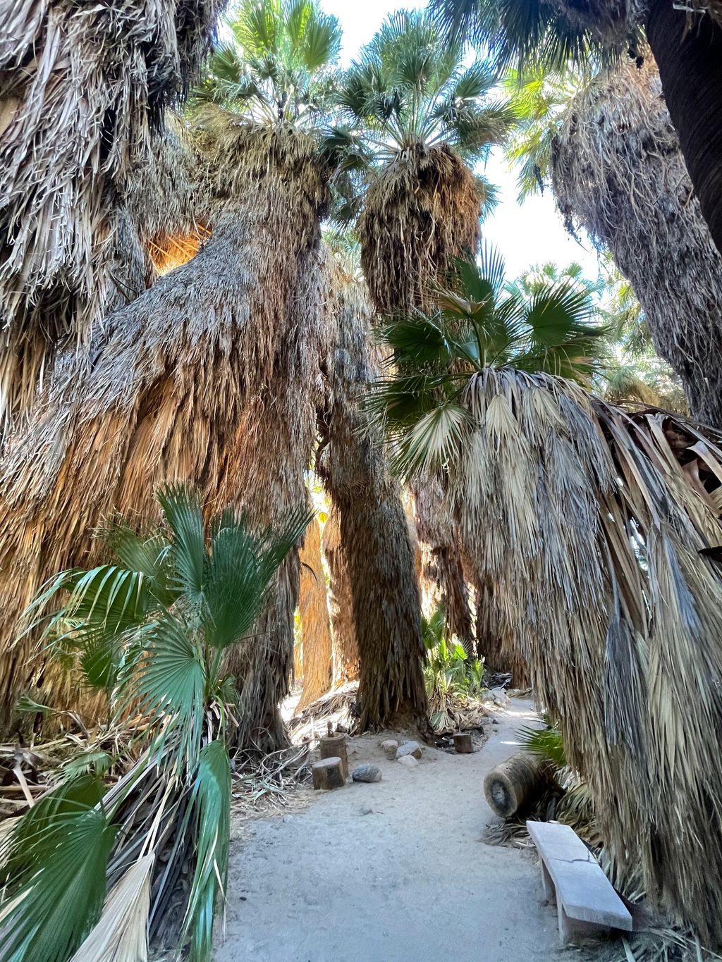 Thousand Palms Oasis Preserve