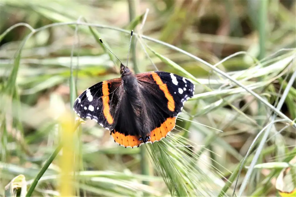 UCRBG Butterfly Garden