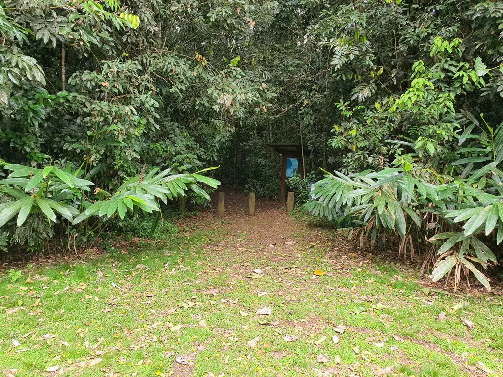 Wongabel State Forest Walking tracks