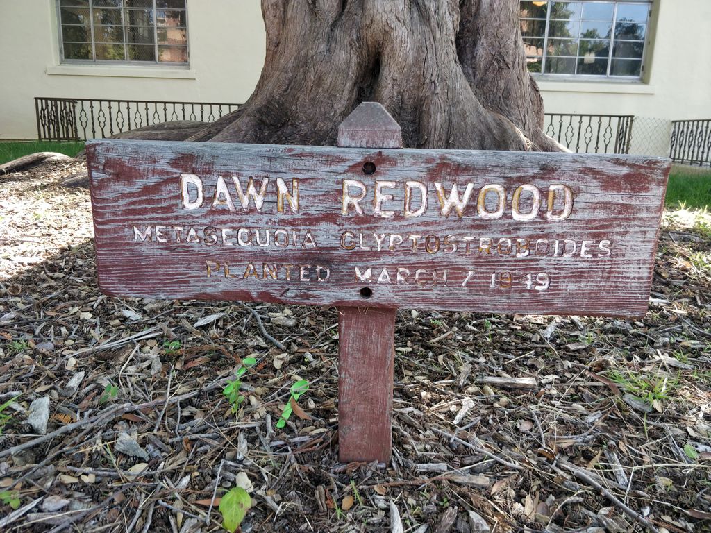 Dawn Redwood - Planted March 1949 - Post Office