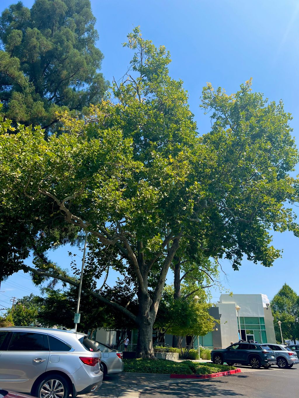 Folsom Landmark Tree