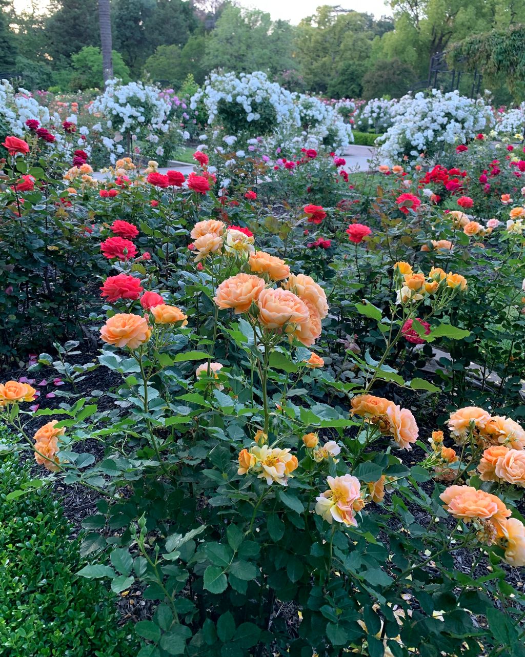 McKinley Rose Garden