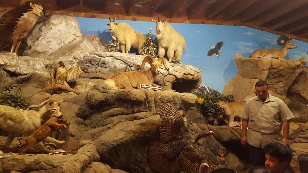 Petaluma Wildlife Museum