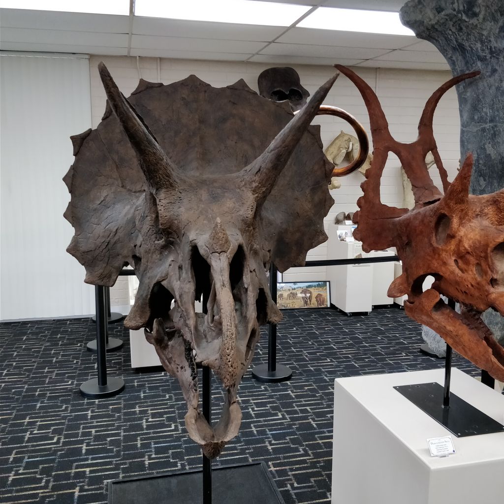 Roynon Museum of Earth Science & Paleontology