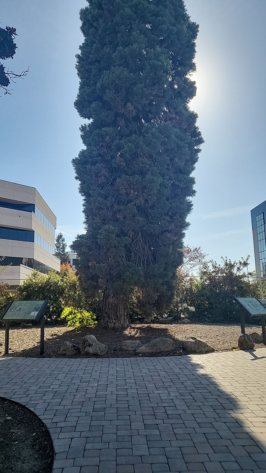 Sequoia legacy tree