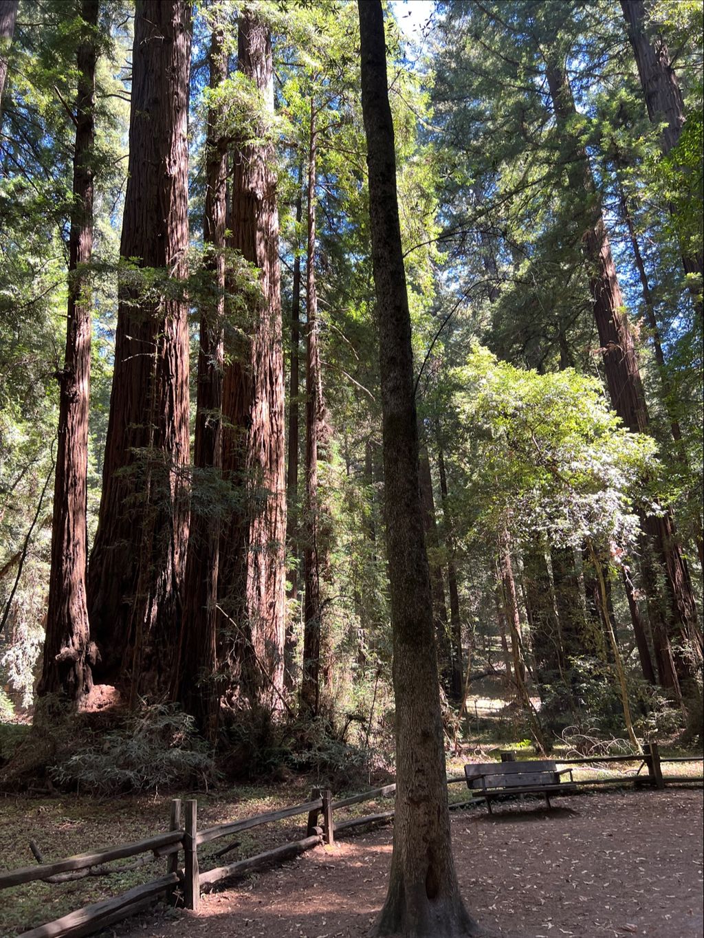 Visitor Center | Henry Cowell Redwoods State Park