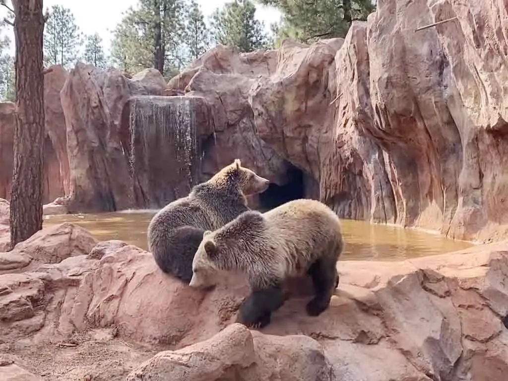 Are There Bears in the Grand Canyon?