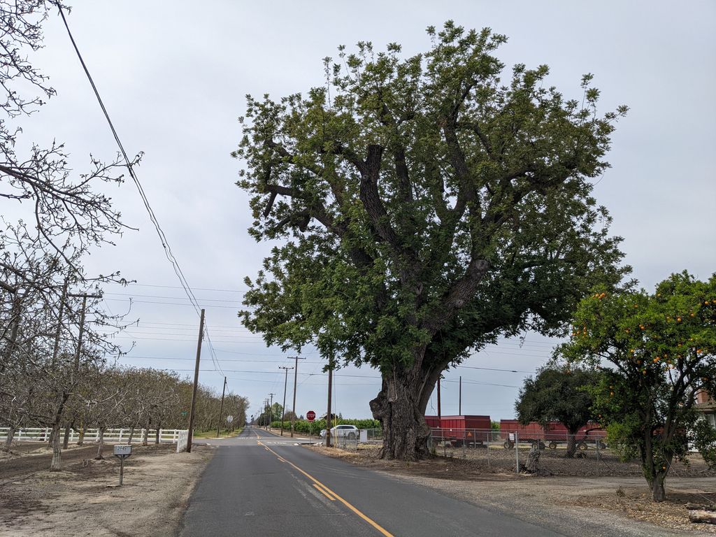 Californias-Oldest-Largest-Walnut-Tree