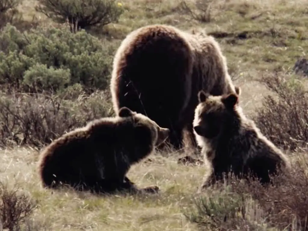 Are There Grizzly Bears in Arizona?