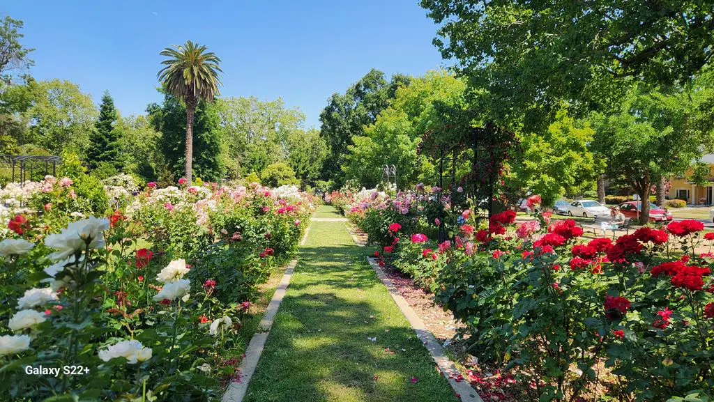 McKinley-Rose-Garden
