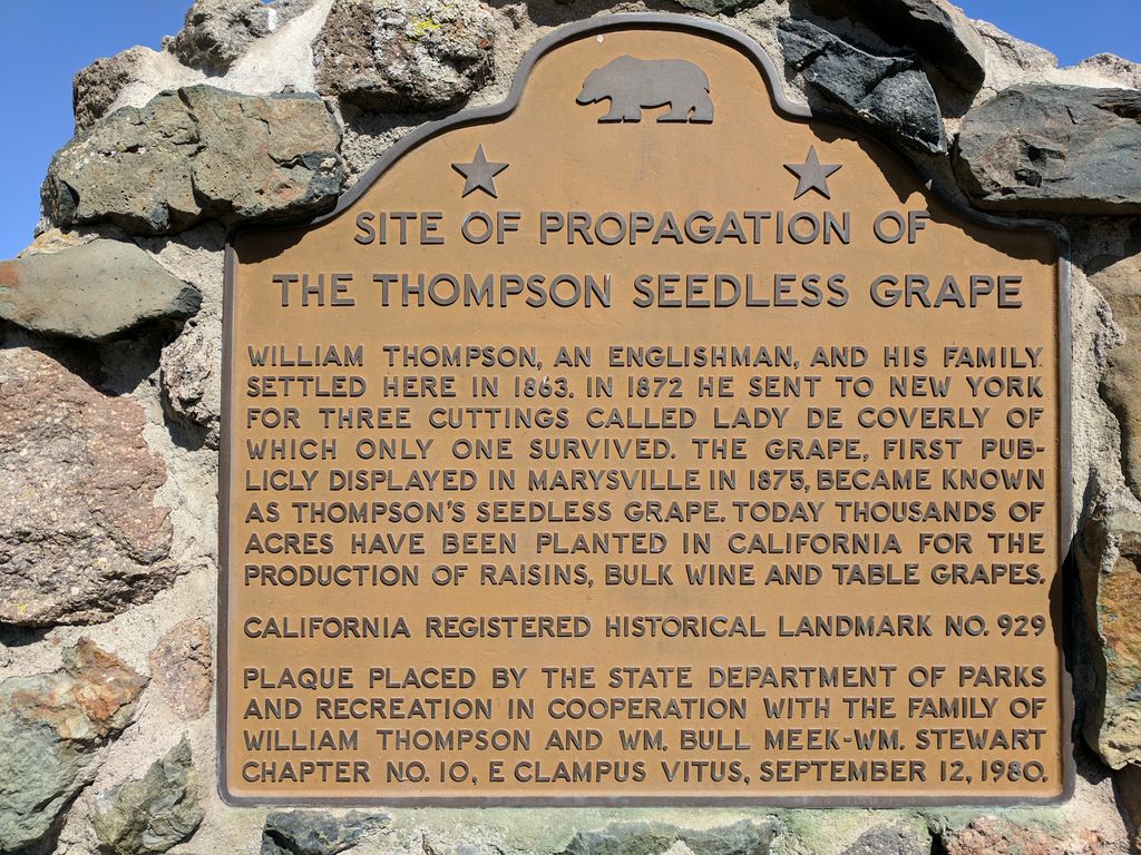 Site-of-Propagation-of-the-Thompson-Seedless-Grape-1