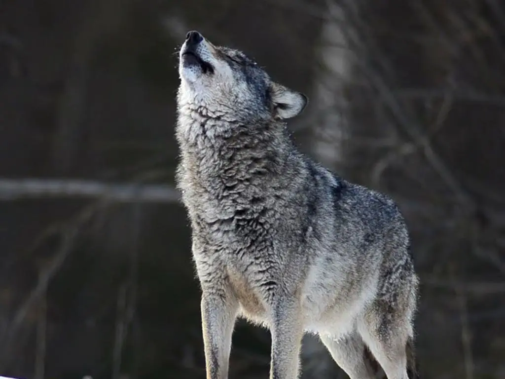 Are There Wolves in the Grand Canyon?